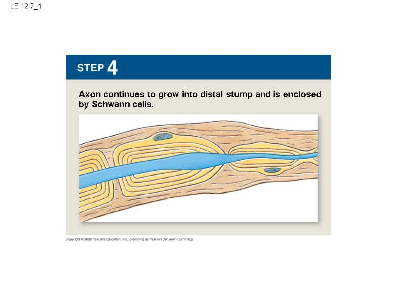 LE 12-7_4 Axon continues to grow into distal stump and is enclosed by Schwann